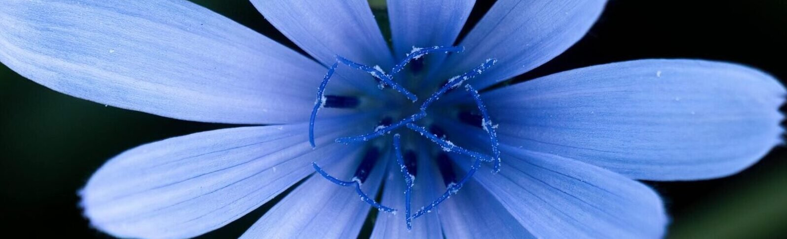 Macro image of a blue chicory flower in full bloom, showcasing delicate petals against a natural background.